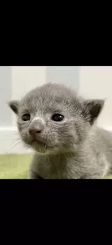 i.a 様のお迎えした子猫