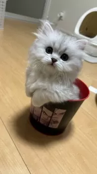モナ 様のお迎えした子猫