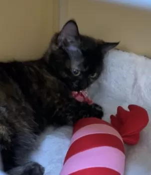 R.Ｉ 様のお迎えした子猫