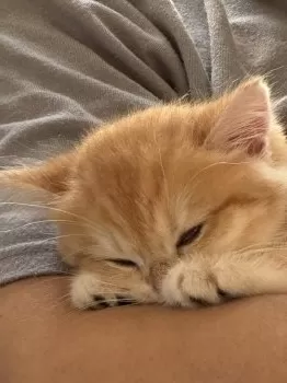 おでこ 様のお迎えした子猫