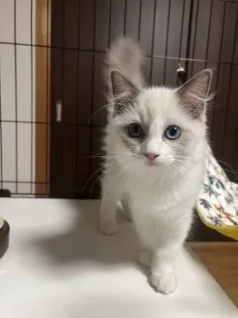 moon 様のお迎えした子猫