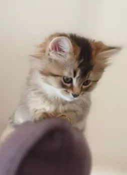 M.S 様のお迎えした子猫
