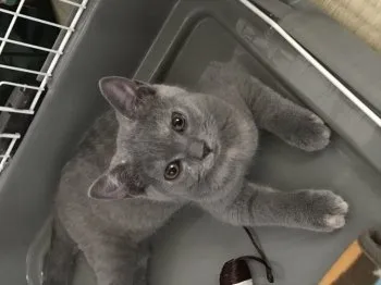 ボタン 様のお迎えした子猫