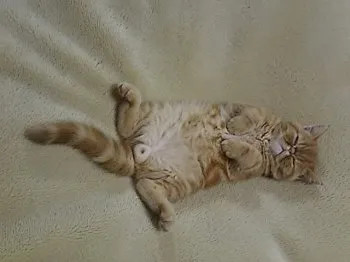 ヌーナ 様のお迎えした子猫