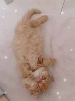 らん 様のお迎えした子猫