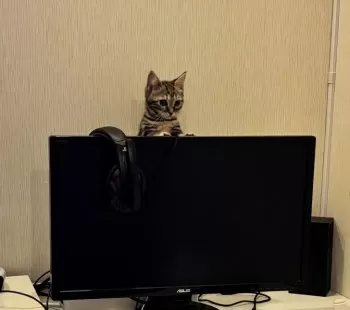 Y.H 様のお迎えした子猫