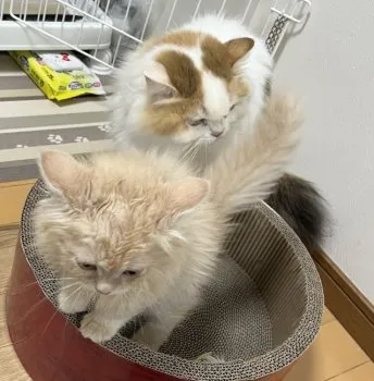 ちか 様のお迎えした子猫