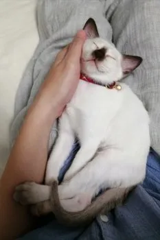 ppppppn 様のお迎えした子猫