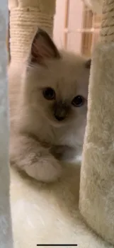 はんしん 様のお迎えした子猫