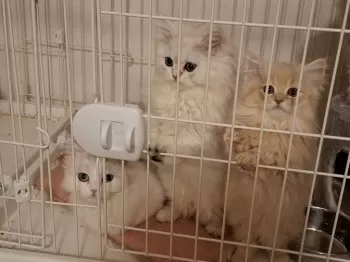 s.s 様のお迎えした子猫