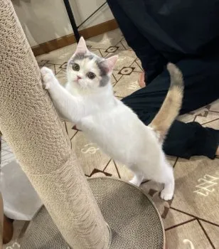 yukkop01 様のお迎えした子猫