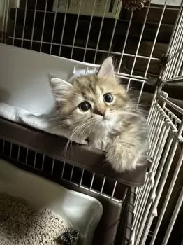 れおきん 様のお迎えした子猫