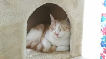 hideminobo 様のお迎えした子猫