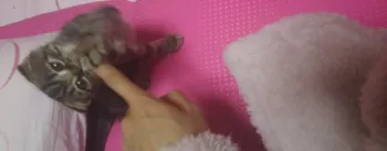 aki 様のお迎えした子猫