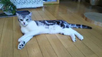 パー 様のお迎えした子猫