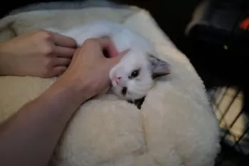 さかもん 様のお迎えした子猫