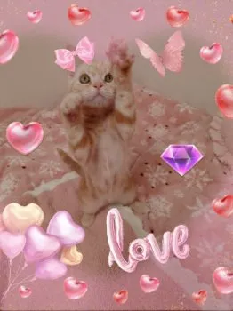 まる 様のお迎えした子猫