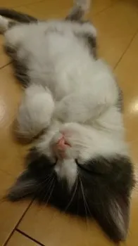 ふく 様のお迎えした子猫