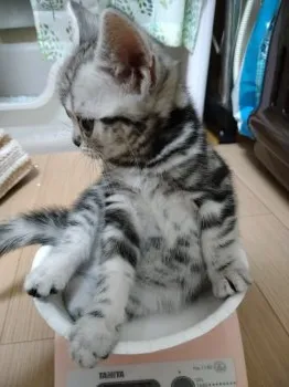 まめちゃんママ 様のお迎えした子猫