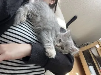 K.A 様のお迎えした子猫