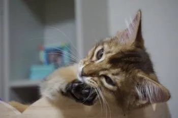 mikazeaki 様のお迎えした子猫