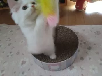 M.K 様のお迎えした子猫