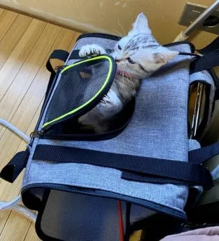 Ryota 様のお迎えした子猫