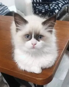 この子はアーサー 様のお迎えした子猫
