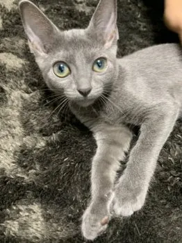 Y・H 様のお迎えした子猫