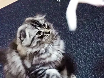 たけちゃん 様のお迎えした子猫