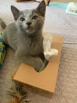 M.T 様のお迎えした子猫