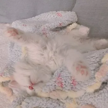 S.R. 様のお迎えした子猫
