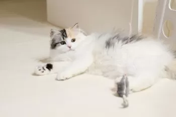 Y.N 様のお迎えした子猫