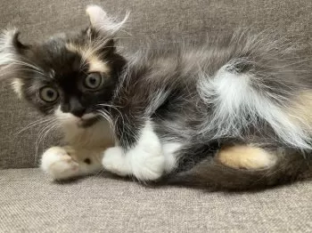 R.T 様のお迎えした子猫
