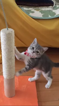 ゆたさや 様のお迎えした子猫