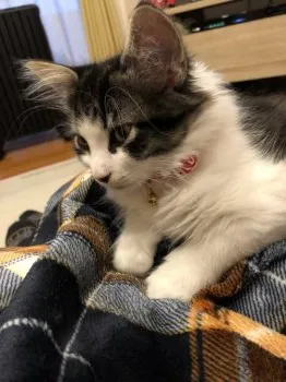 ysk 様のお迎えした子猫