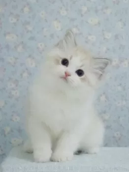 ぽの 様のお迎えした子猫