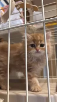 F.T 様のお迎えした子猫