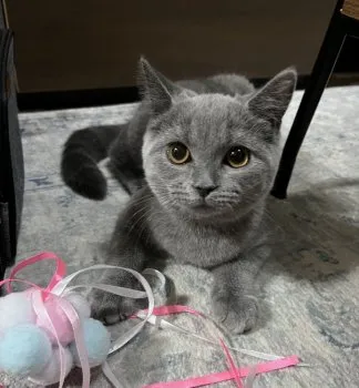 R 様のお迎えした子猫