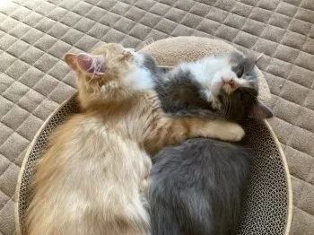 I 様のお迎えした子猫