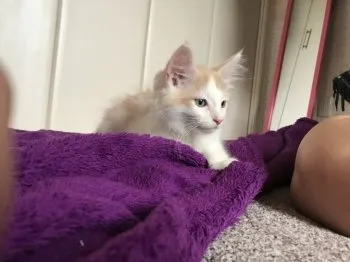 ヒラヤマ 様のお迎えした子猫