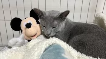 Y.T 様のお迎えした子猫