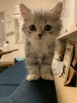 マロン 様のお迎えした子猫