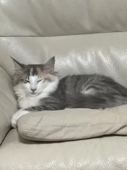 Y.K 様のお迎えした子猫