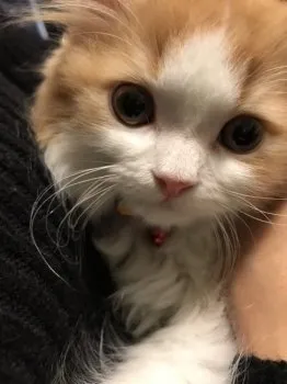 あすか 様のお迎えした子猫