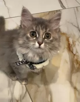 ちィたん 様のお迎えした子猫