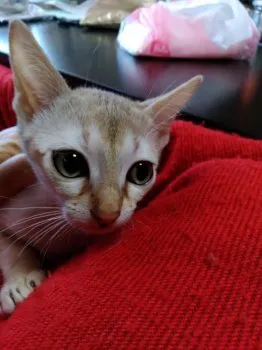 さくさくはなはな 様のお迎えした子猫