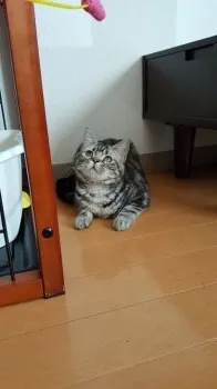 Zun 様のお迎えした子猫