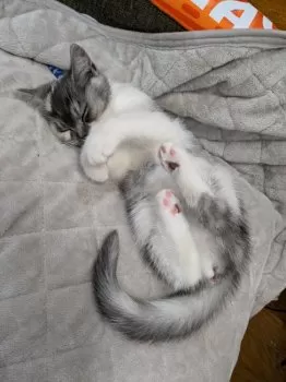 M.M 様のお迎えした子猫