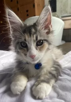 T.O 様のお迎えした子猫